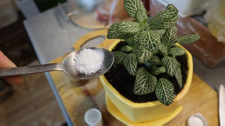 Подкормка для цветов, которая даст пышное цветение и здоровое растение