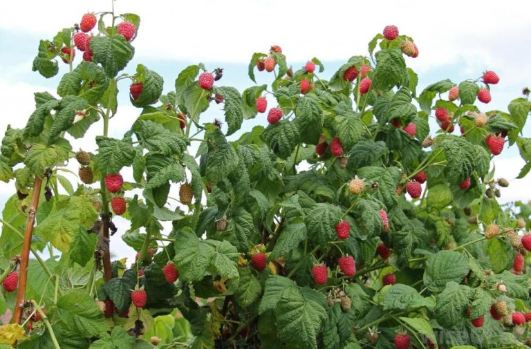 Малина даст богатый урожай: запомните 9 простых секретов!