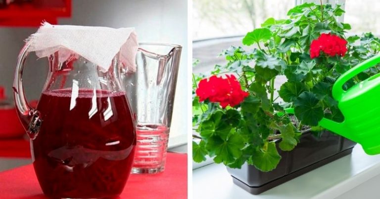 Питательный отвар, от которого зацветут даже алоэ и денежное дерево