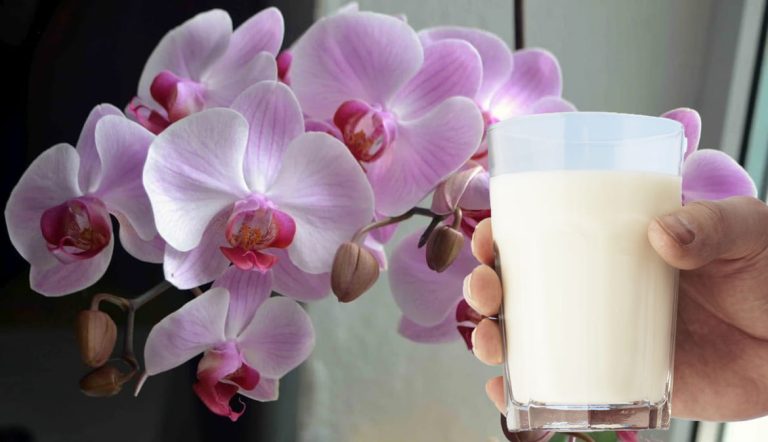 Подкормка орхидеи молоком. Главные секреты пышного цветения