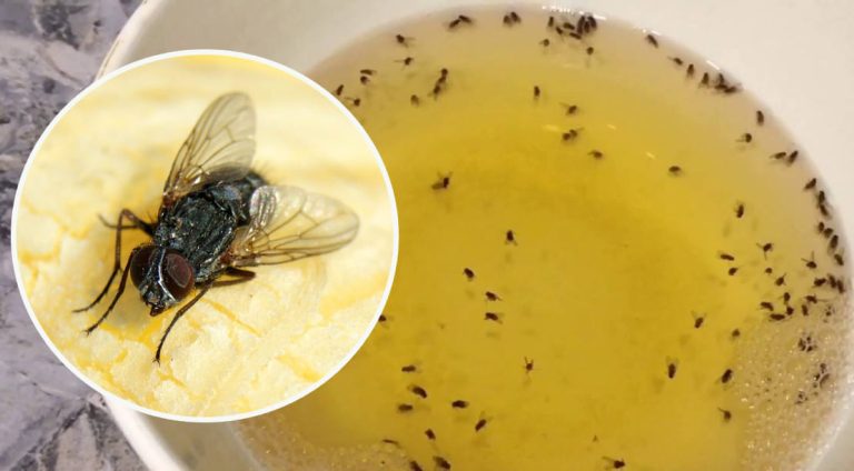 Как избавиться от мух в доме. Проверенный годами метод, который всегда работает!