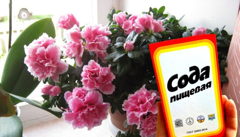 Всего несколько ложек соды, и комнатные цветы будут цвести без остановки