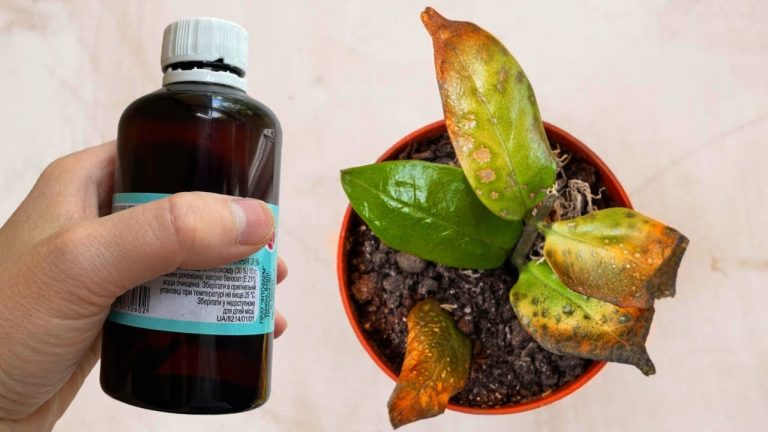 Эффективная подкормка для комнатных цветов за копейки. Хорошо растут и не сохнут