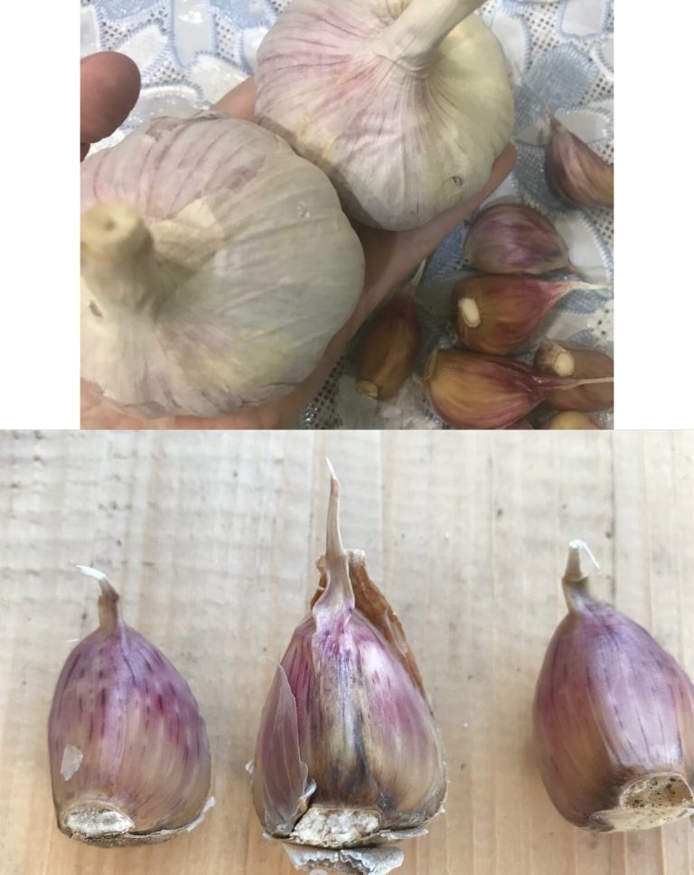 Только “женские” зубчики чеснока дадут головки с яблоко — как их выбрать и чем они отличаются