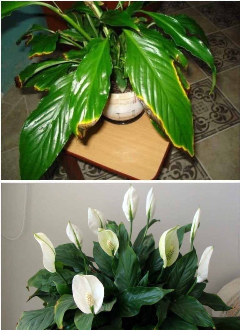 Никак не могла добиться красивого спатифиллума: не цвел, листья чернели. Все из-за 1 ошибки
