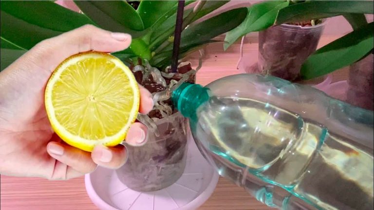 Зачем поливать орхидеи лимонной водой. Хитрость о которой мало кто знает