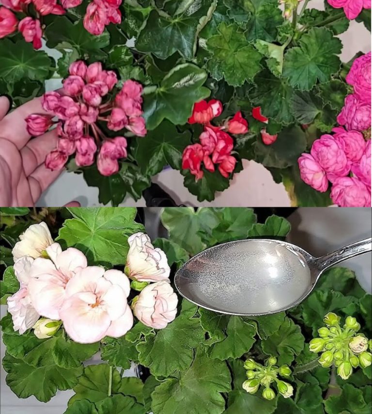 Живительный тоник для герани в октябре — распустит пышные цветы, станет королевой подоконника