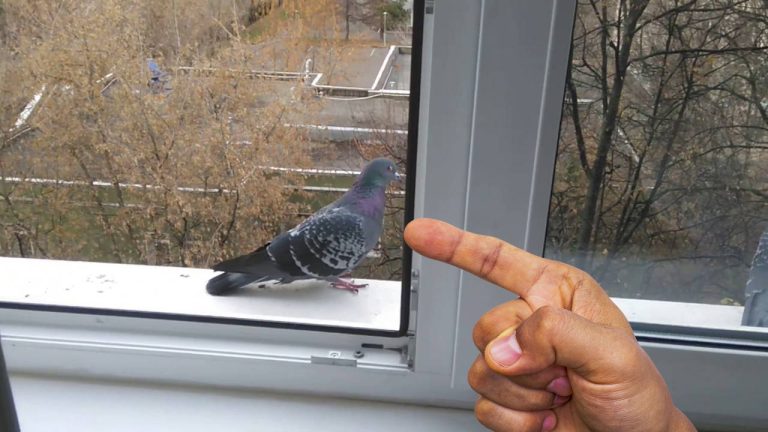 Почему голубь прилетел на подоконник: главные приметы и о чем он хочет предупредить