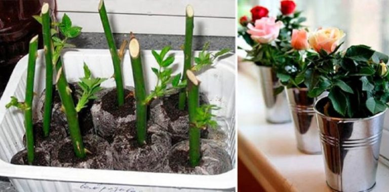 Посадка роз — самый простой способ посадки роз!