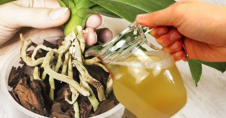 После такого угощения ваши орхидеи будут активно расти как на дрожжах и пышно цвести.