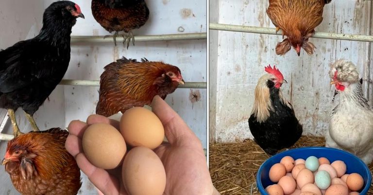 Что нужно сделать, чтобы куры засыпали яйцами. Секреты опытных хозяек
