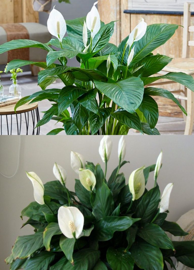Советы, благодаря которым ваш спатифиллум будет рости здоровым и красивым!