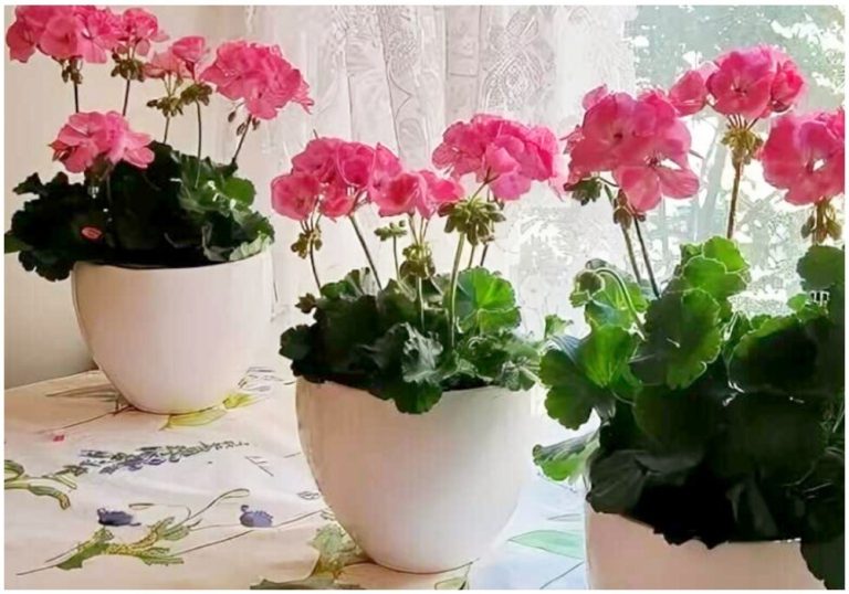 Что не любит герань. Жалею, что только сейчас об этом узнала.