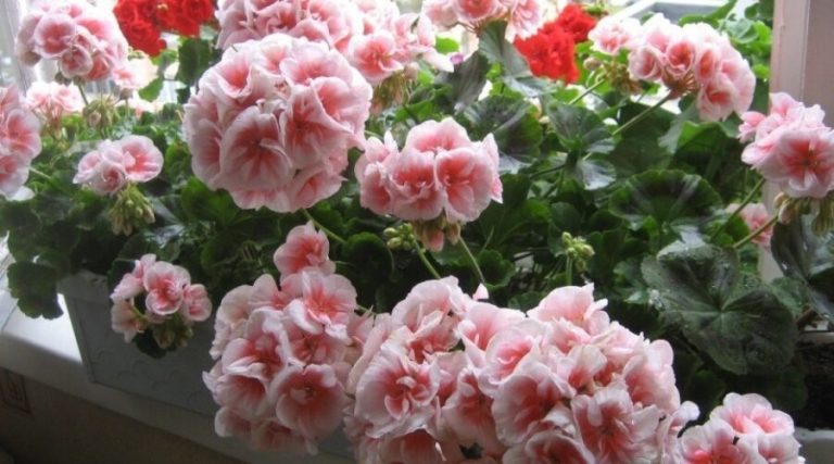 25 капель и герань зимой не лысеет – расскажу про простейшие 3 подкормки