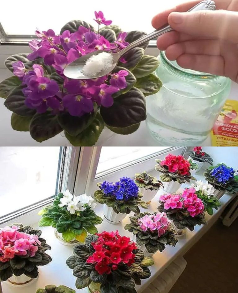 Стимуляция для фиалки в октябре и ноябре, попрут пышные шапки — секрет от профессионалов питомников