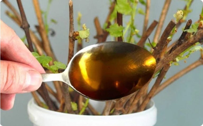 Пустит корни даже самая сухая палка. Чайная ложка на литр воды!