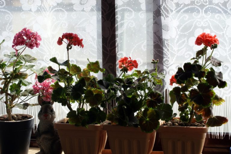 Сейчас ноябрь , а у меня вот какая красавица герань! Растение мгновенно реагирует на эту подкормку.