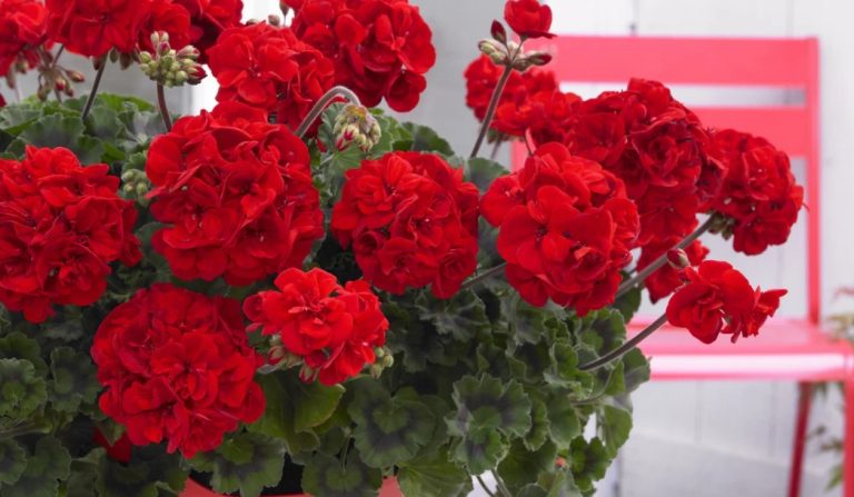 Как заставить герань пышно цвести даже зимой