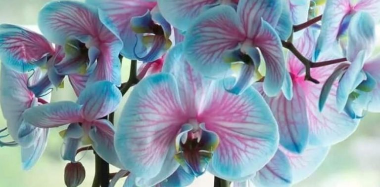 Перекись водорода заставит упрямую орхидею распускать один бутон за другим
