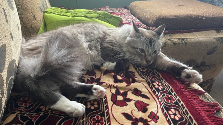 Мало кто знает, как быстро убрать запах мочи животных или детей с дивана, кровати, ковра. Простая хитрость, которая работает мгновенно