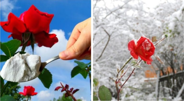 Всего 1 ложка под куст и Розы не вымерзнут: до — 40 Зимой в лютую стужу