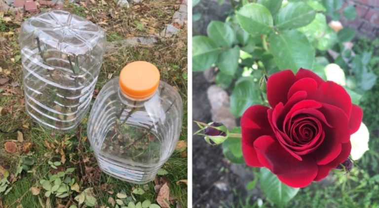 Способ зимнего укрытия роз без пленки и дуг — под пластиковыми колпаками