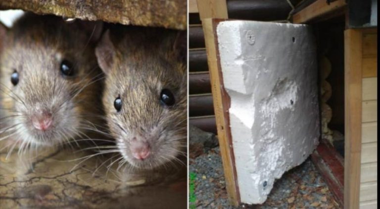 В доме появились мыши. Сосед помог избавиться от них за 5 минут. Больше они не появляются!