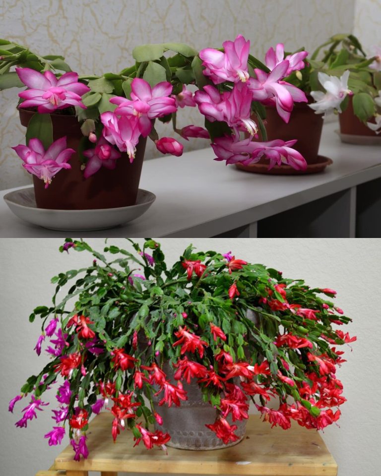 Добавь это в воду для полива декабриста, он вмиг вернет свои цветы и будет осыпать тебя ими круглый год