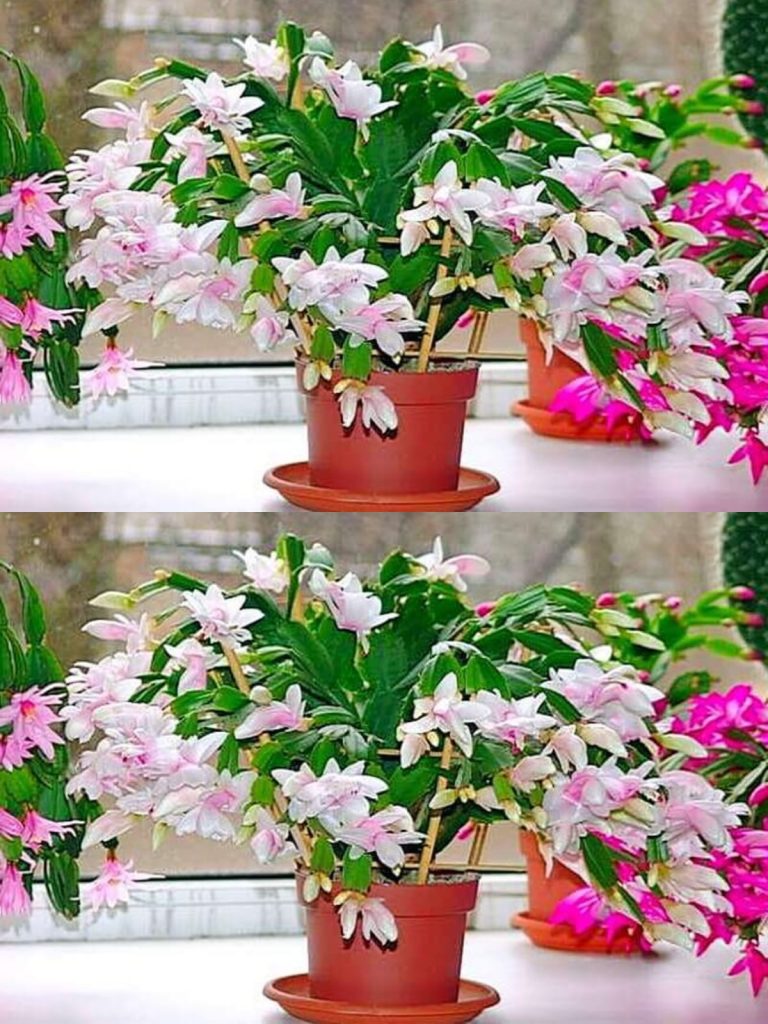 Декабрист — как добиться обильного цветения? Уход и условия!
