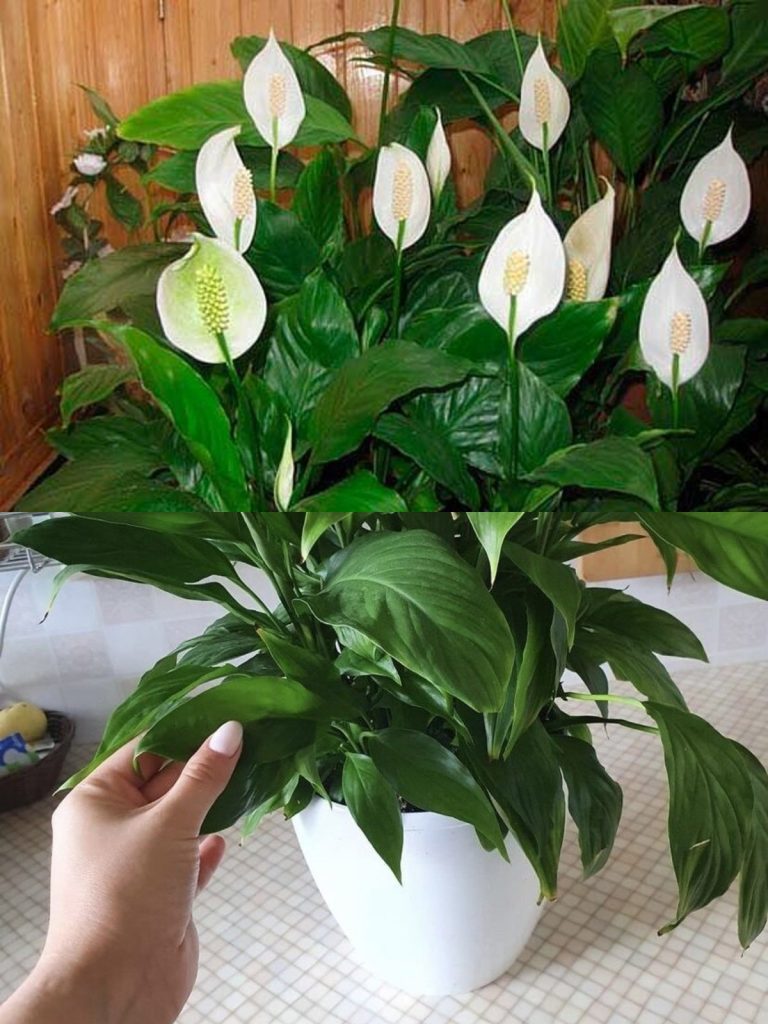 У меня цветет так, что все соседки завидуют. Советы, благодаря которым ваш спатифиллум будет рости здоровым и красивым!