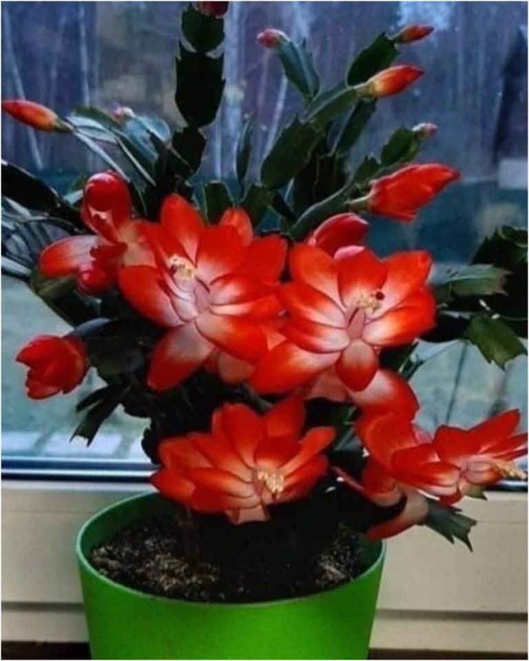 Зацвел за 24 часа! Сразу все в бутонах, пышное цветение вам обеспечено!