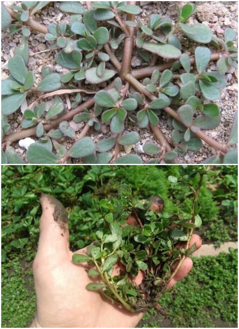 Трава, которую наши дачники по ошибке принимают за сорняк: кто знает, тот её не выбрасывает