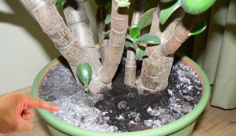 Как избавиться от плесени в горшках. Самые эффективные методы!