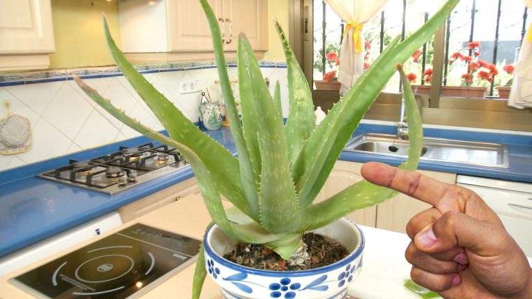 Зачем всегда держать на кухне алоэ и какую пользу он приносит. Секреты опытных хозяек!