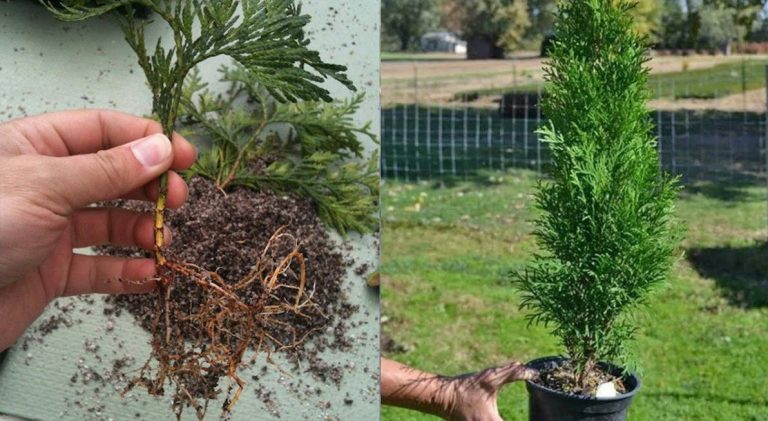 Как выращивать тую из веточки. Простой и эффективный способ! Одна веточка = одна красивая туя!