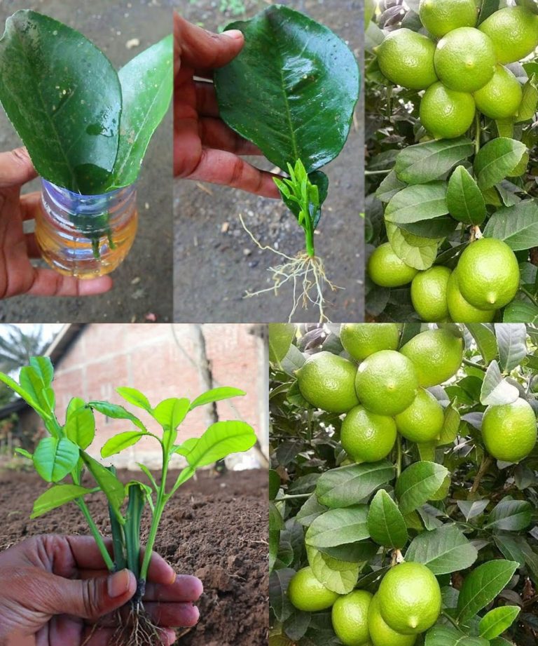 Как вырастить лимонное дерево из семян!