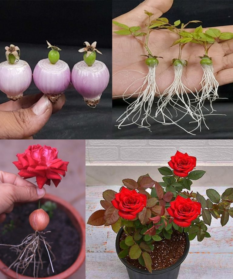 Эффективный способ размножения роз, для которого понадобится головка красного лука!