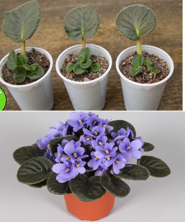 Фиалка с нуля. Как можно размножить фиалки от ЛИСТОЧКА ДО ЦВЕТОЧКА!