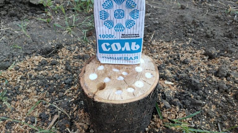 Как избавиться от пня без лишних усилий. И не нужно ничего выкорчевывать!