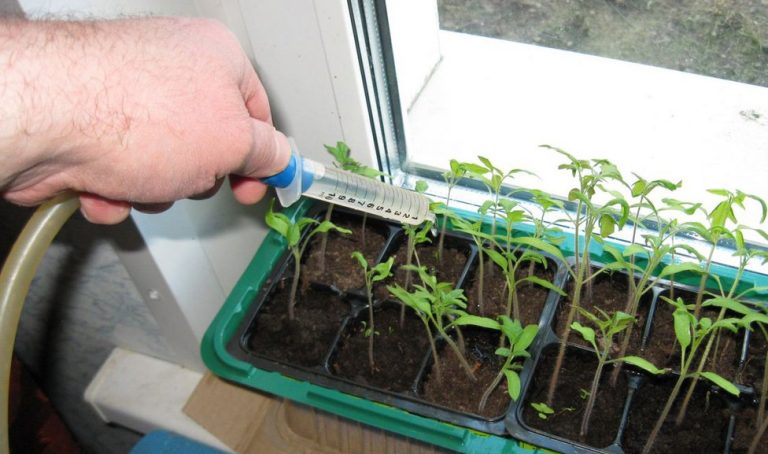 Чем подкармливать рассаду помидор, чтобы была крепкой и быстро росла!