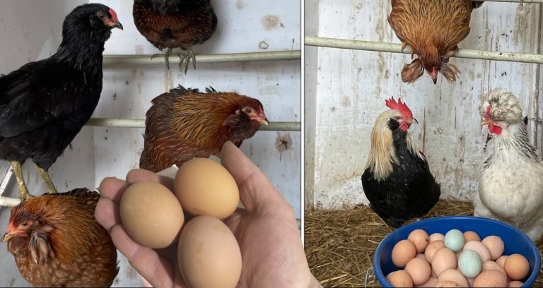 Что нужно сделать, чтобы куры хорошо неслись у зимний период. Секреты опытных хозяек…