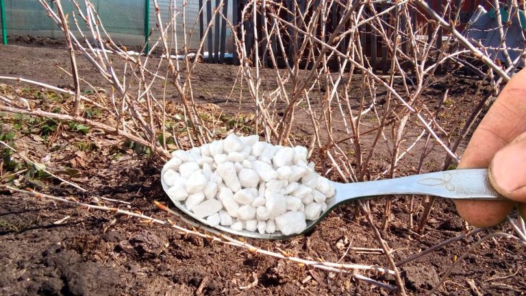Подкормка смородины ранней весной. Чем посыпать, чтобы иметь большой урожай!