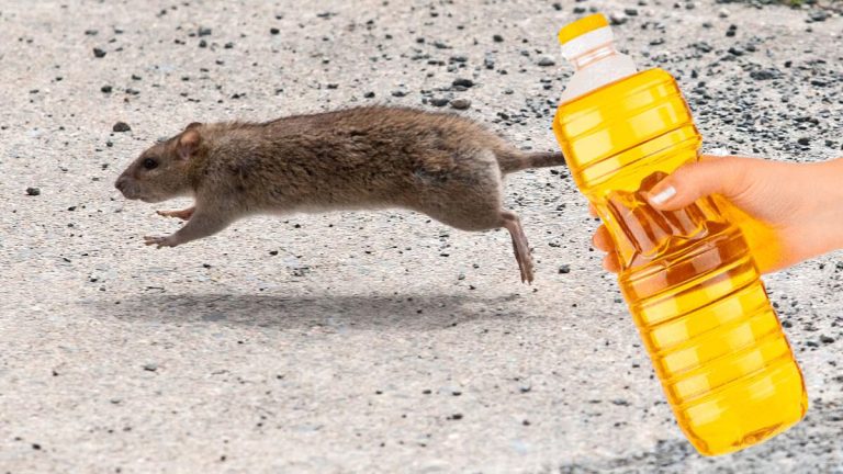 Несколько капель этого средства, помогут прогнать мышей с вашего дома. Как правильно это делать?