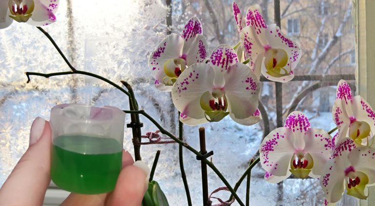 Чем подкармливать орхидеи в зимнее время, чтобы не переставали радовать своим цветением!