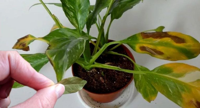 Зачем лавровый лист комнатным цветам? Знают только опытные хозяйки!