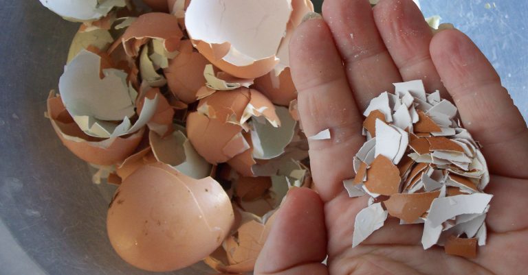 Удобрение для огорода, которым надо запасаться уже сейчас. Как правильно вносить и когда