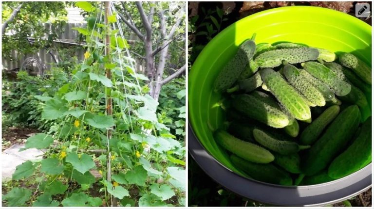 Тетка научила сажать огурцы «елочкой». Занимают мало места, собирать – одно удовольствие!