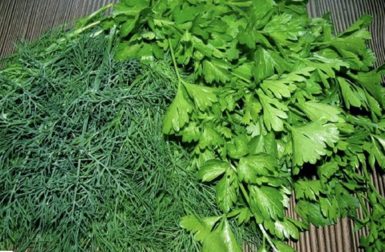 У меня зелень в холодильнике лежит 2 месяца и как свежая: как ее храню без стаканов с водой