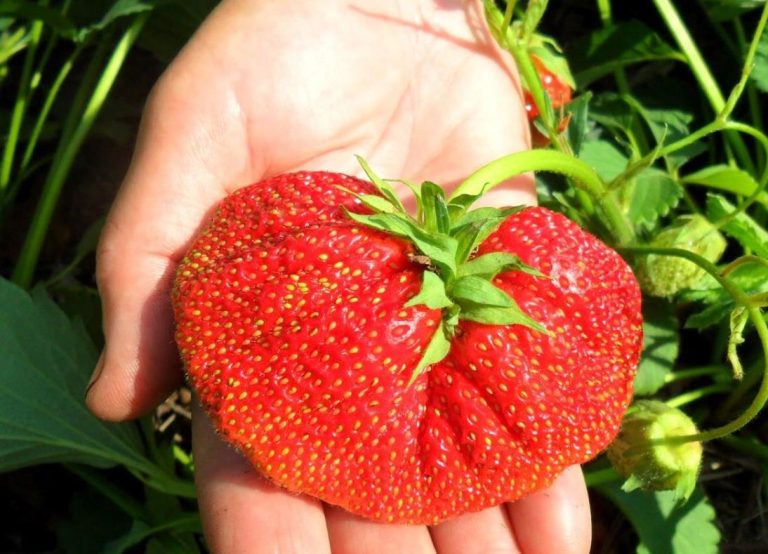 Клубника почти с кулак, а урожай в 2 раза больше. Делюсь 3-мя простыми, но ценными советами