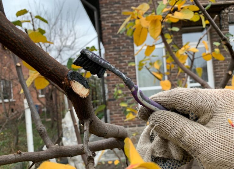 Больше никакого садового вара. Нашел недорогое проф.средство для замазки ран после обрезки деревьев. Лучше не встречал